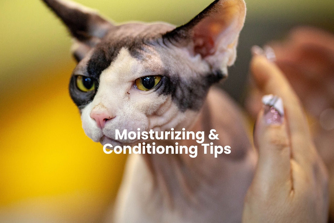 Dry Skin in Hairless Cats: The Benefits of Moisturizing and Conditioning