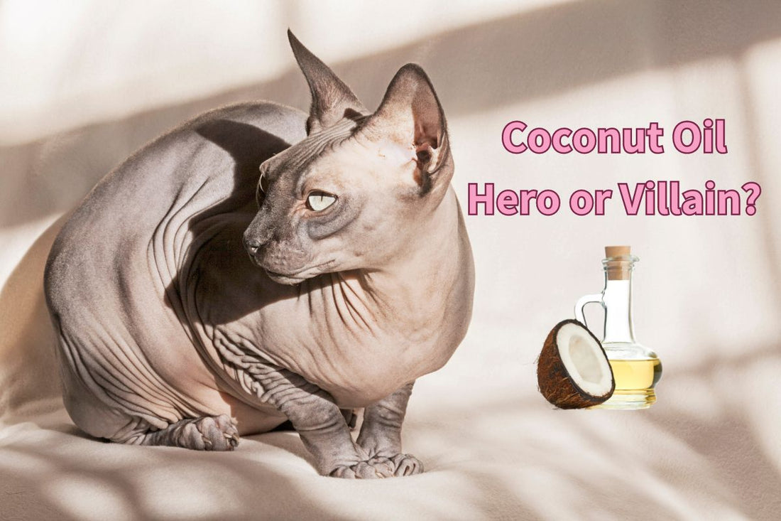 Sphynx cat and a bottle of coconut oil