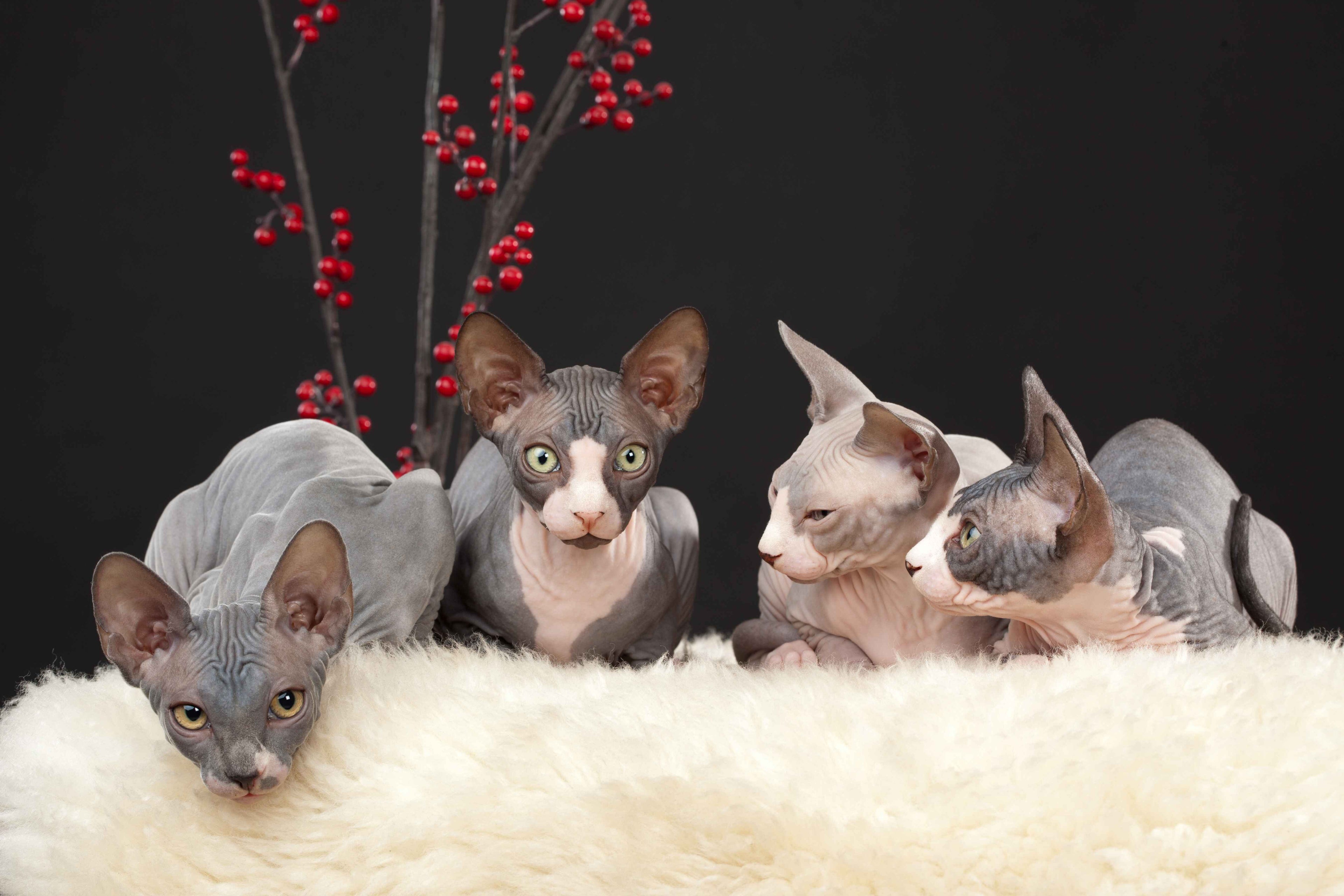 Four Sphynx rest on a white faux fur mat with holly berries in background