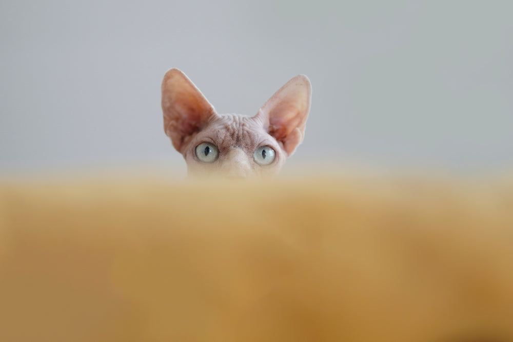 A Sphynx cat eyes and ears peek out over a yellow blanket looking directly into camera