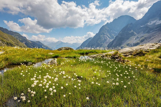 Austrian moor clay: Taking Hairless Pet Skincare To The Next Level!