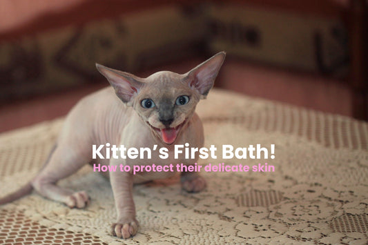 A Sphynx kitten ready for his first bath looks into camera with a smiling expression 