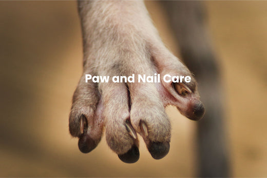 The Ultimate Guide to Paw and Nail Care for Sphynx Cats and Beyond