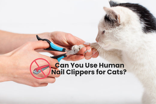 Can You Use Human Nail Clippers for Cats? Pros, Cons, and Best Tips