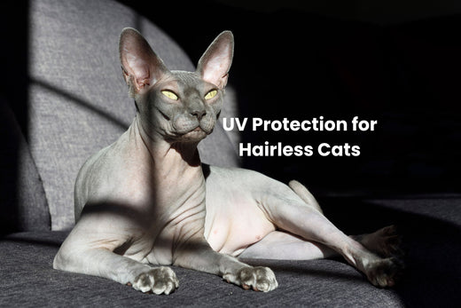 UV Protection for Hairless Cats: Why We Avoid SPF Products