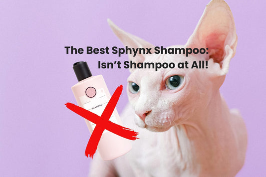 The The heading "The best hairless cat shampoo Isn't a shampoo at all" with a white sphynx cat looking at a bottle of shampoo with a red x over it.