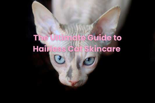 The Ultimate Guide to Hairless Cat Skincare: Everything You Need to Know