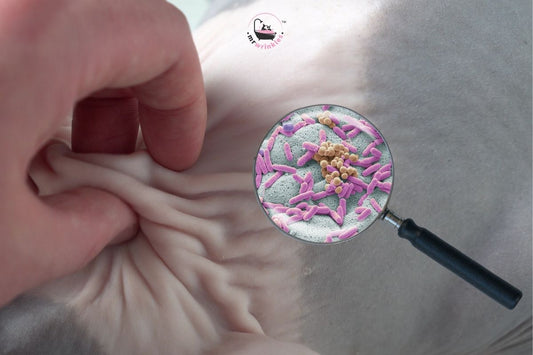 Sphynx Skin SOS: How to Heal a Broken Barrier and Microbiome