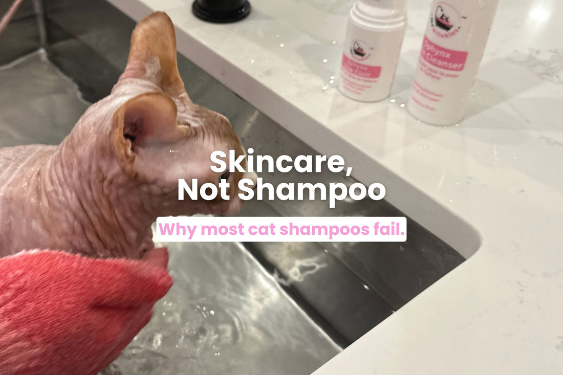 Sphynx cat bath routine using gentle skincare cleanser