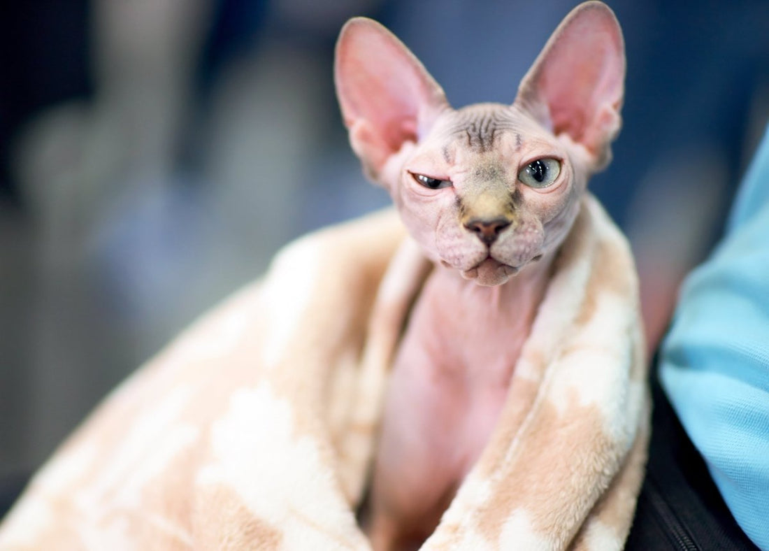 Sphynx-cats-head-peaking-out-of-a-bathtowel