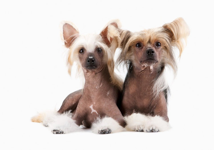 Two Chinese Crested Dogs