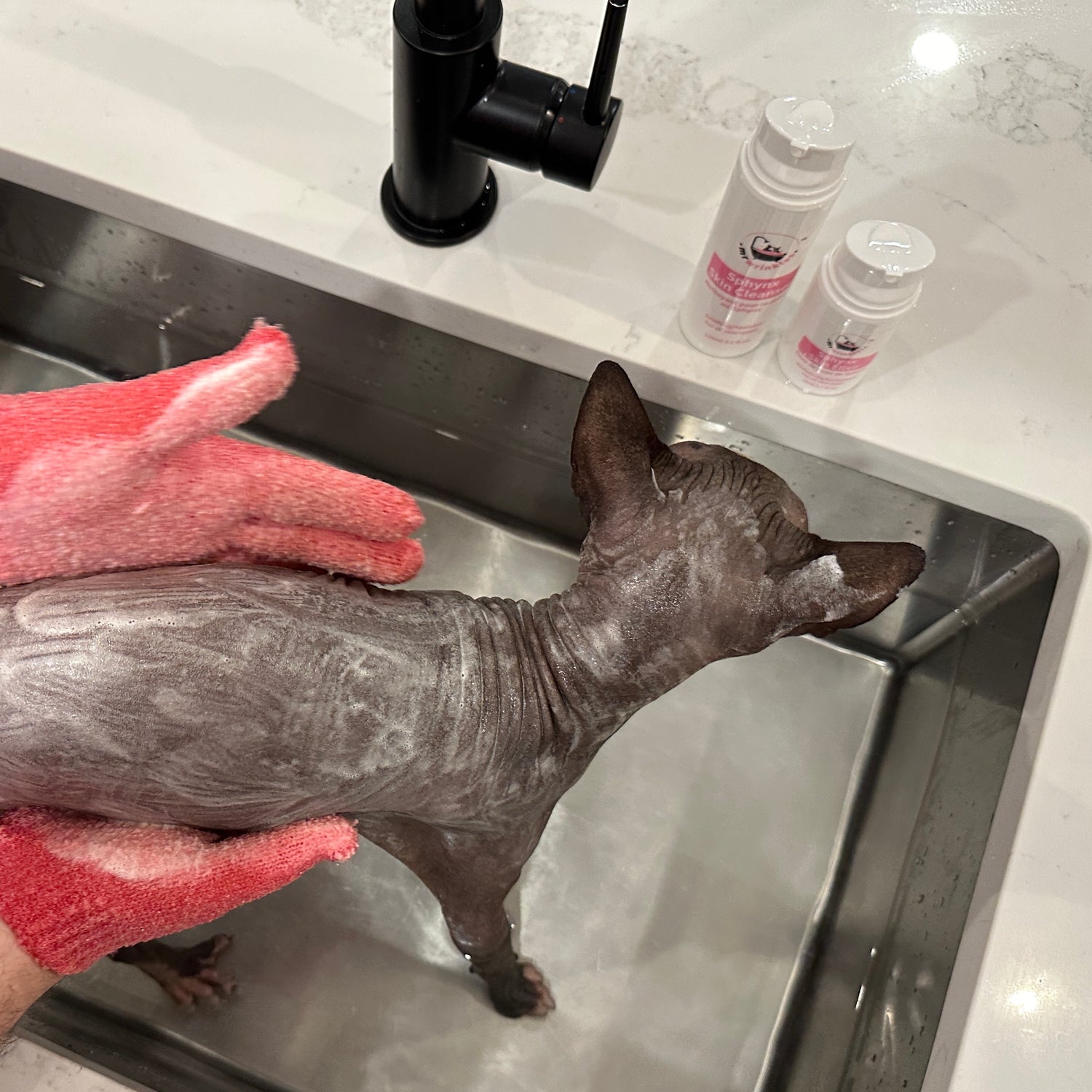 mr-wrinkles-sphynx-cat-skin-care-products-better-than-shampoo