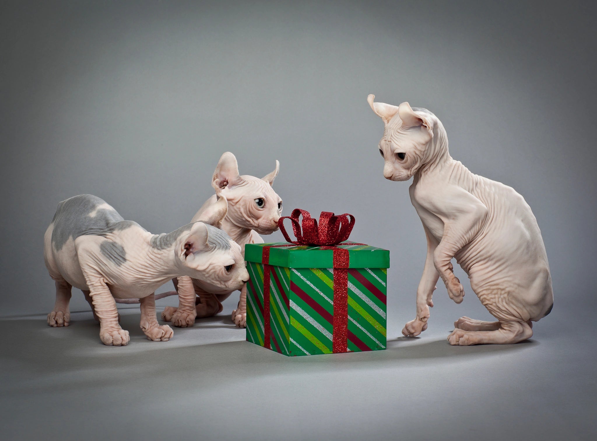 Three sphynx kittens surround a green gift box with a red bow