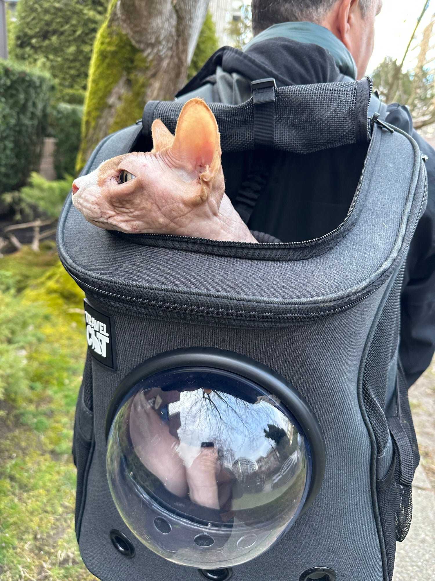 Sphynx cat peaking out of backpack - Mr Wrinkles